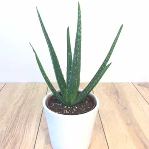 aloes-care