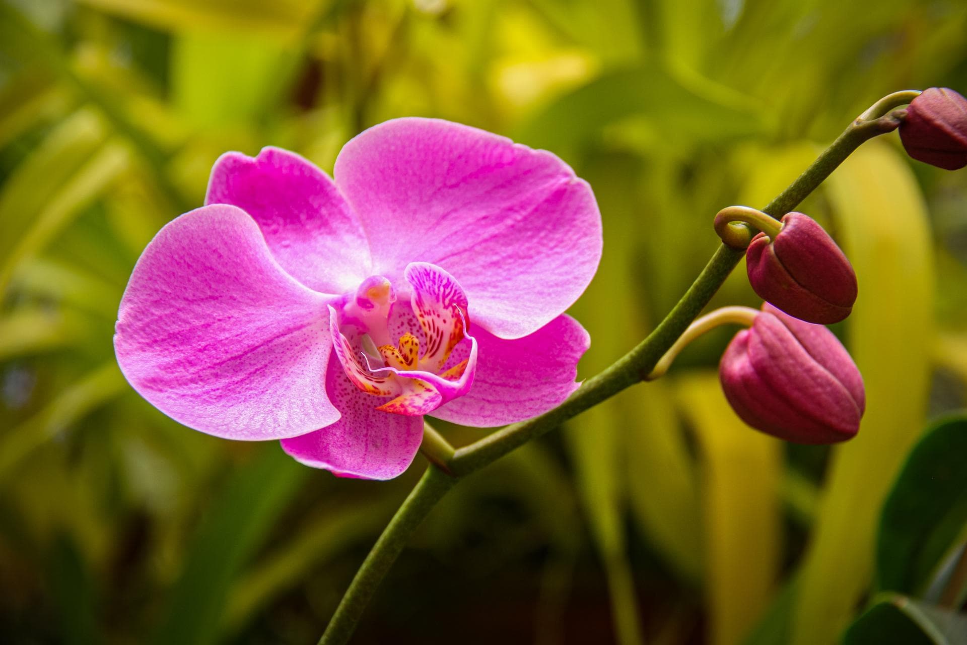 17 Types of Most Attractive Tropical Flowers