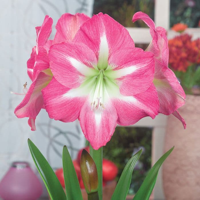 amaryllis-care