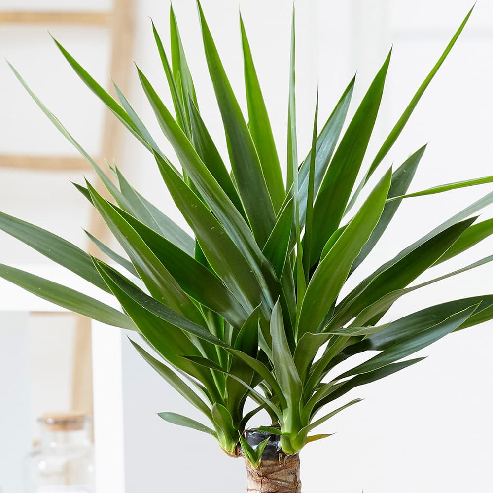 yucca-care