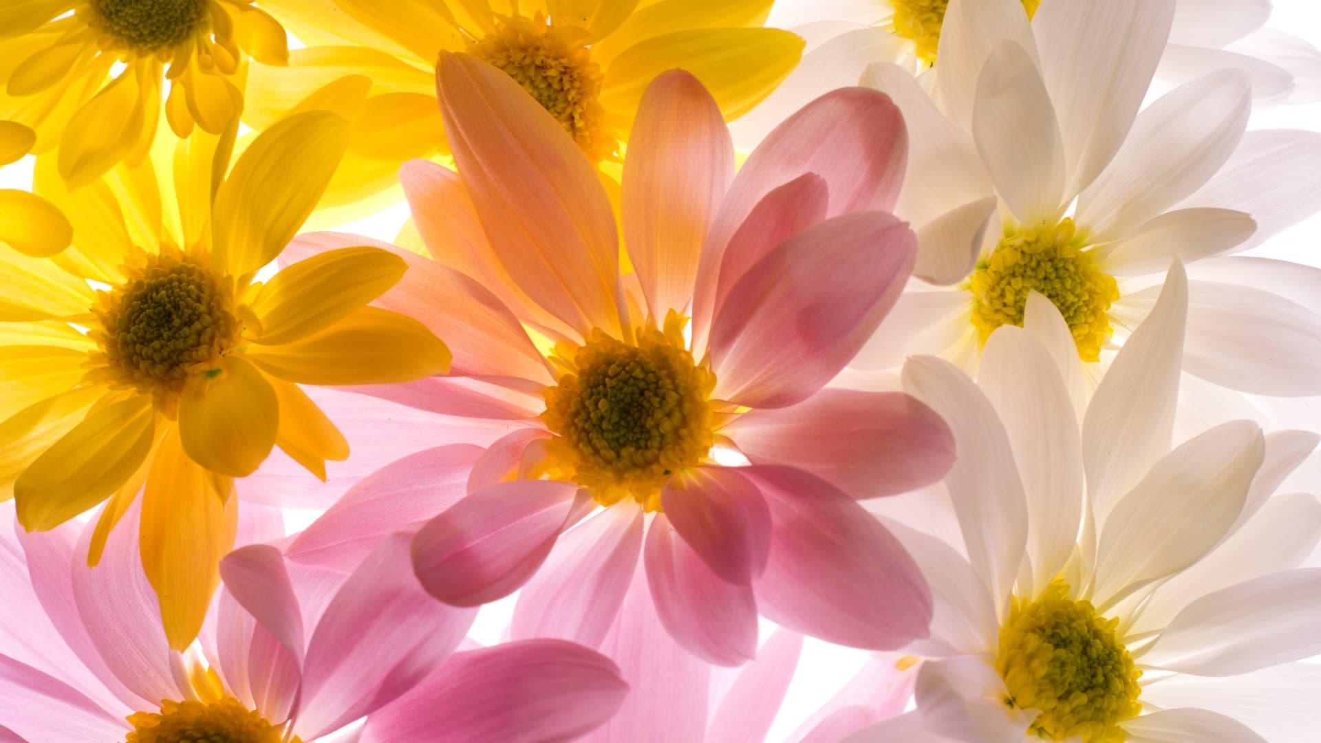 The N°1 place to order flowers online is FlowerEzGo.com. Whether you're looking to buy flowers, plants, sympathy flowers, fruit baskets or any other gifts. At FlowersEzGo, we keep the highest standards of quality and we are dedicated to providing the best service in the market. Surprise your loved ones wherever they may be with gorgeous flowers and unique gifts from FlowersEzGo.com.