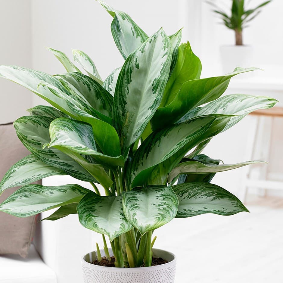 aglaonema-care