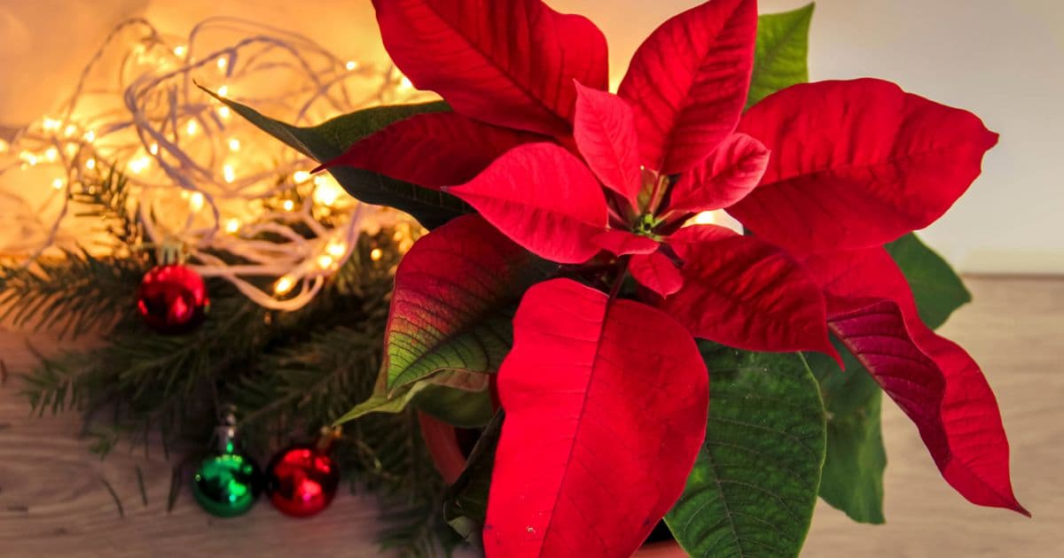 Christmas flowers for loved ones are a unique addition that shows how much you care for your beloved ones. They are a favorite sight in many homes and add a touch of elegance to any room and can be used as a centerpiece or as part of an arrangement.