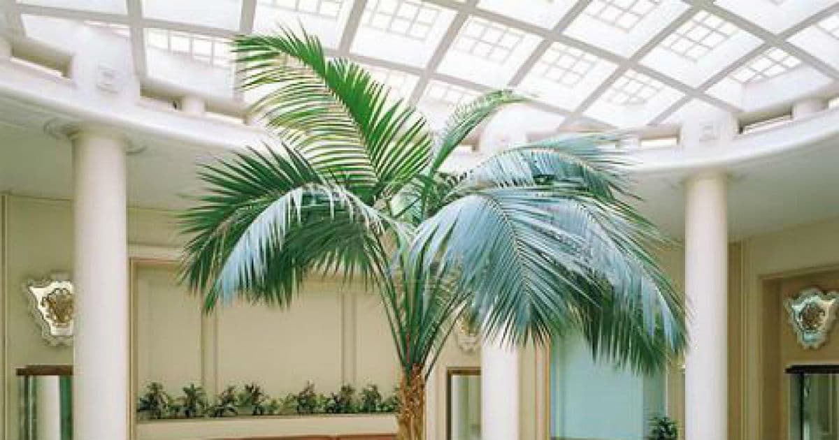 palm-care