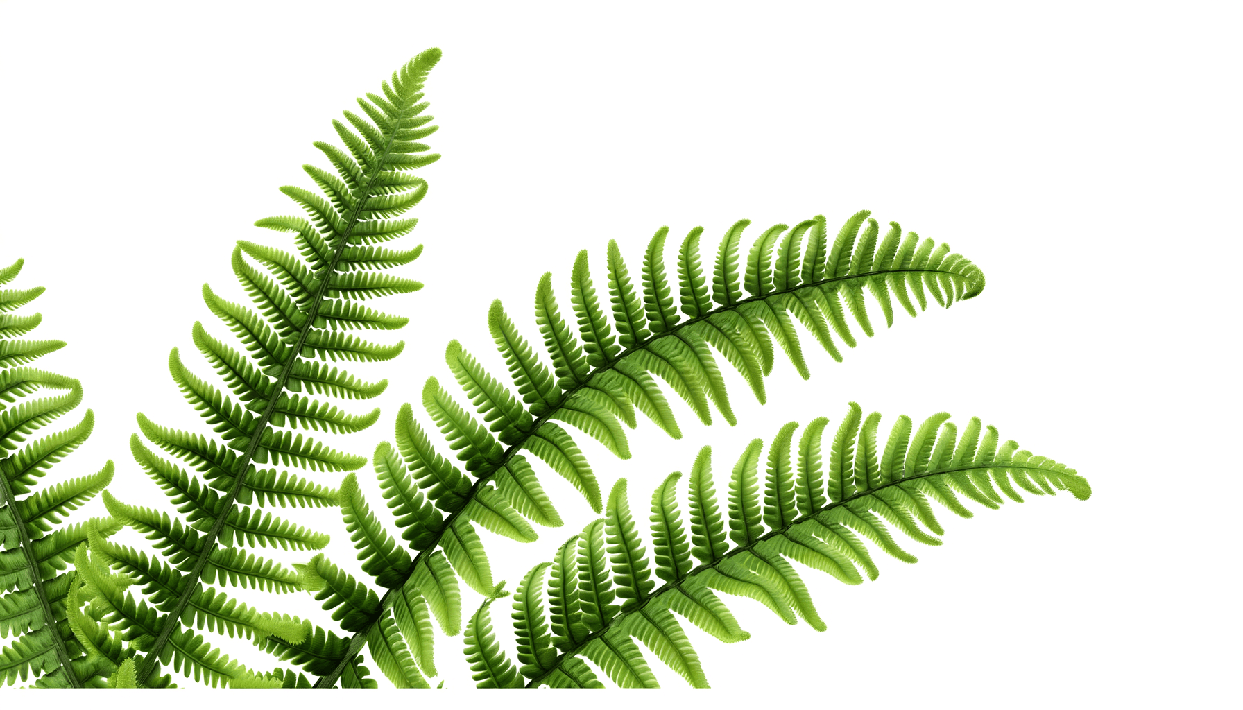 fern-care