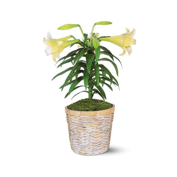 Easter Lily Plant